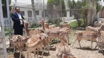 الظباء قصيدة للدكتور السفير عبد الولي الشميري