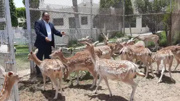 الظباء قصيده يكتبها الدكتور عبد الولي الشميري